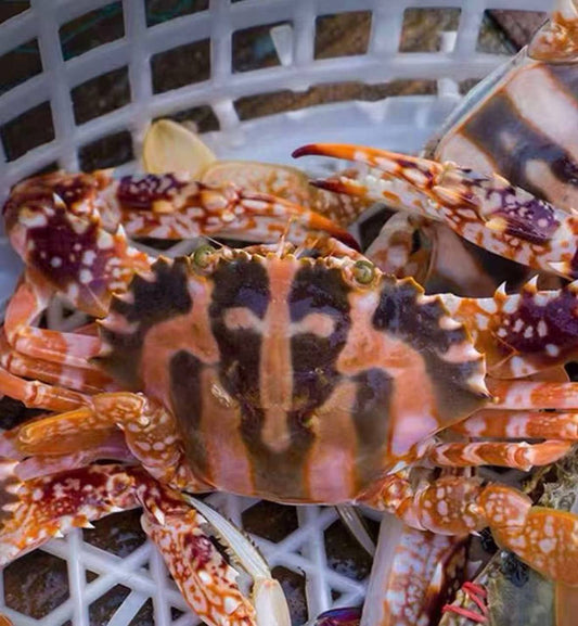 Premium Live Red Flower Crab | Jumbo 500g-1.5kg | 3X Money-Back Quality Guarantee